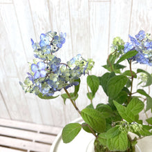 画像をギャラリービューアに読み込む, 【予約商品:5/13発送】ヤマアジサイ 苔玉仕立て