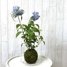 画像をギャラリービューアに読み込む, 【予約商品:5/13発送】ヤマアジサイ 苔玉仕立て