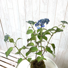 画像をギャラリービューアに読み込む, 【予約商品:5/13発送】ヤマアジサイ 苔玉仕立て