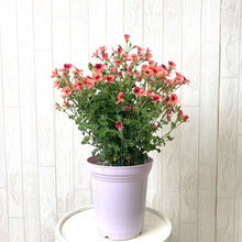 画像をギャラリービューアに読み込む, 【予約商品:5/13発送】ペラルゴニウム・オレンジスター 5号 1鉢