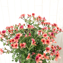 画像をギャラリービューアに読み込む, 【予約商品:5/13発送】ペラルゴニウム・オレンジスター 5号 1鉢