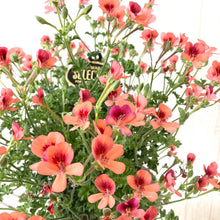 画像をギャラリービューアに読み込む, 【予約商品:5/13発送】ペラルゴニウム・オレンジスター 5号 1鉢