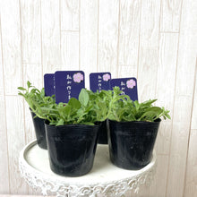 画像をギャラリービューアに読み込む, 【予約商品:5/13発送】ペラルゴニウム・オレンジスター 5号 1鉢