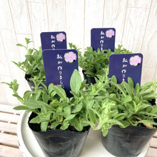 画像をギャラリービューアに読み込む, 【予約商品:5/13発送】ペラルゴニウム・オレンジスター 5号 1鉢