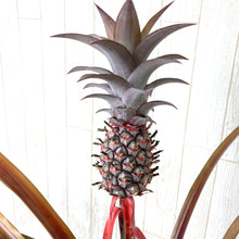 画像をギャラリービューアに読み込む, 【予約商品:5/27発送】パイナップル 赤実 レッドパイン・ミラ 4.5号 1鉢