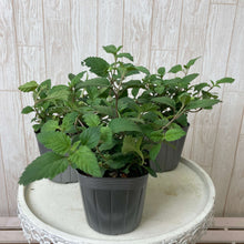 画像をギャラリービューアに読み込む, 【予約商品:9/22発送】メキシカンスイートハーブ ハーブ苗 3ポットセット