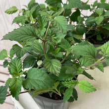 画像をギャラリービューアに読み込む, 【予約商品:9/22発送】メキシカンスイートハーブ ハーブ苗 3ポットセット
