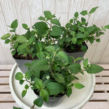 画像をギャラリービューアに読み込む, 【予約商品:9/22発送】メキシカンスイートハーブ ハーブ苗 3ポットセット