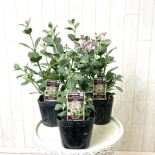 画像をギャラリービューアに読み込む, 【予約商品:7/1発送】アルテルナンセラ・カリム 宿根草 花苗 3ポットセット