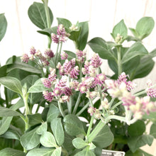 画像をギャラリービューアに読み込む, 【予約商品:7/1発送】アルテルナンセラ・カリム 宿根草 花苗 3ポットセット