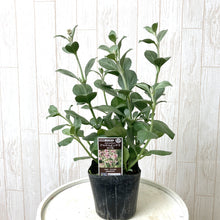 画像をギャラリービューアに読み込む, 【予約商品:7/1発送】アルテルナンセラ・カリム 宿根草 花苗 3ポットセット