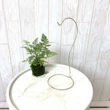 画像をギャラリービューアに読み込む, 【予約商品:6/30発送】ダバリア 苔玉 スタンド付き 2号 1鉢