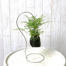 画像をギャラリービューアに読み込む, 【予約商品:6/30発送】ダバリア 苔玉 スタンド付き 2号 1鉢
