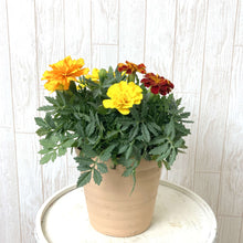 画像をギャラリービューアに読み込む, 【販売期間:5/24まで】マリーゴールド・サファリ 4種植え 1鉢