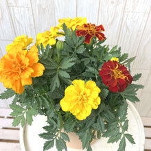 画像をギャラリービューアに読み込む, 【販売期間:5/24まで】マリーゴールド・サファリ 4種植え 1鉢