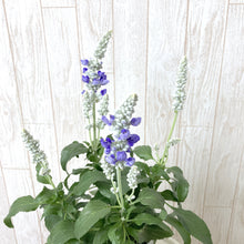 画像をギャラリービューアに読み込む, 【予約商品:7/1発送】サルビア ファリナセア サリーファン ブルーアイス 花苗 3ポットセット