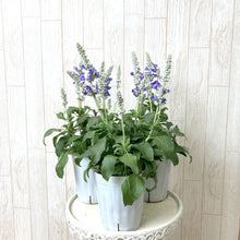 画像をギャラリービューアに読み込む, 【予約商品:7/1発送】サルビア ファリナセア サリーファン ブルーアイス 花苗 3ポットセット