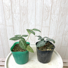 画像をギャラリービューアに読み込む, クリスマスローズ フェチダス ブリオ 花苗 2ポットセット