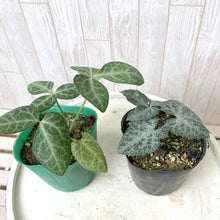 画像をギャラリービューアに読み込む, クリスマスローズ フェチダス ブリオ 花苗 2ポットセット