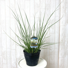 画像をギャラリービューアに読み込む, 【予約商品5/24発送分】パンパスグラス 花苗 1ポット