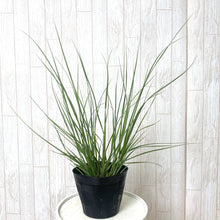 画像をギャラリービューアに読み込む, 【予約商品5/24発送分】パンパスグラス 花苗 1ポット