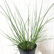 画像をギャラリービューアに読み込む, 【予約商品5/24発送分】パンパスグラス 花苗 1ポット