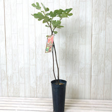 画像をギャラリービューアに読み込む, 【予約商品:7/22発送】イチジク・ブラウンターキー 果樹苗 4号 1ポット