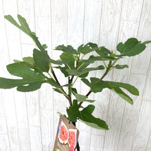 画像をギャラリービューアに読み込む, 【予約商品:7/22発送】イチジク・ブラウンターキー 果樹苗 4号 1ポット