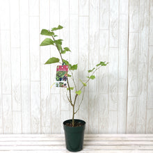 画像をギャラリービューアに読み込む, 【予約商品:7/22以降発送】桑(四季成りマルベリー) シャルロットリュス 果樹苗 4号 1ポット