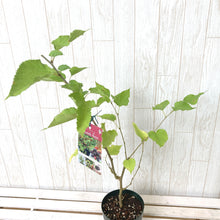 画像をギャラリービューアに読み込む, 【予約商品:7/22以降発送】桑(四季成りマルベリー) シャルロットリュス 果樹苗 4号 1ポット