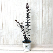 画像をギャラリービューアに読み込む, 【予約商品:7/29発送】サルスベリ・ブラックパール ライトピンク 5.5号 1鉢