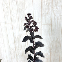 画像をギャラリービューアに読み込む, 【予約商品:7/29発送】サルスベリ・ブラックパール ライトピンク 5.5号 1鉢