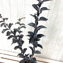 画像をギャラリービューアに読み込む, 【予約商品:7/29発送】サルスベリ・ブラックパール ルージュ 5.5号 1鉢