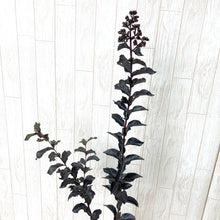 画像をギャラリービューアに読み込む, 【予約商品:7/29発送】サルスベリ・ブラックパール レッド 5.5号 1鉢