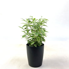 画像をギャラリービューアに読み込む, 【予約商品:10/28発送】フィカス ベンジャミン・ラブリー 3.5号 1鉢