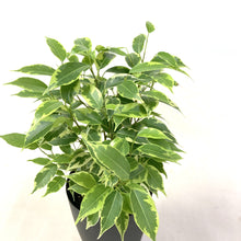 画像をギャラリービューアに読み込む, 【予約商品:10/28発送】フィカス ベンジャミン・ラブリー 3.5号 1鉢