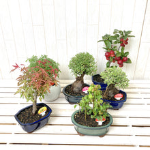 画像をギャラリービューアに読み込む, 【予約商品:7/29発送】ミニ盆栽 5号 1鉢