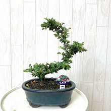 画像をギャラリービューアに読み込む, 【予約商品:7/29発送】ミニ盆栽 5号 1鉢