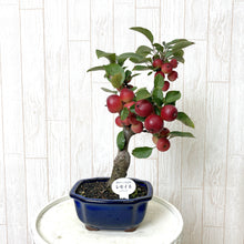 画像をギャラリービューアに読み込む, 【予約商品:7/29発送】ミニ盆栽 5号 1鉢