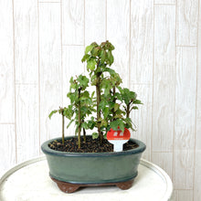 画像をギャラリービューアに読み込む, 【予約商品:7/29発送】ミニ盆栽 5号 1鉢
