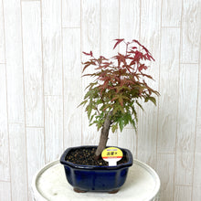 画像をギャラリービューアに読み込む, 【予約商品:7/29発送】ミニ盆栽 5号 1鉢