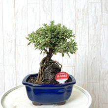 画像をギャラリービューアに読み込む, 【予約商品:7/29発送】ミニ盆栽 5号 1鉢