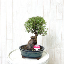 画像をギャラリービューアに読み込む, 【予約商品:7/29発送】ミニ盆栽 5号 1鉢