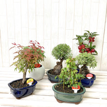 画像をギャラリービューアに読み込む, 【予約商品:7/29発送】ミニ盆栽 5号 1鉢