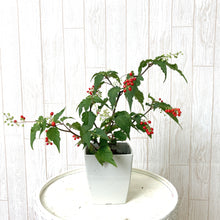 画像をギャラリービューアに読み込む, 【販売期間:9/10まで】ジュズサンゴ(数珠珊瑚/ルージュプランツ) 4種or2種セット