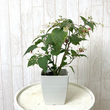 画像をギャラリービューアに読み込む, 【販売期間:9/10まで】ジュズサンゴ(数珠珊瑚/ルージュプランツ) 4種or2種セット