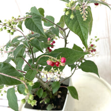 画像をギャラリービューアに読み込む, 【販売期間:9/10まで】ジュズサンゴ(数珠珊瑚/ルージュプランツ) 4種or2種セット