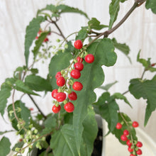 画像をギャラリービューアに読み込む, 【販売期間:9/10まで】ジュズサンゴ(数珠珊瑚/ルージュプランツ) 4種or2種セット