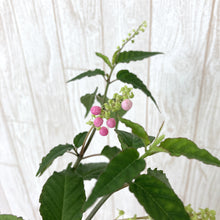 画像をギャラリービューアに読み込む, 【販売期間:9/10まで】ジュズサンゴ(数珠珊瑚/ルージュプランツ) 4種or2種セット