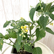 画像をギャラリービューアに読み込む, 【販売期間:9/10まで】ジュズサンゴ(数珠珊瑚/ルージュプランツ) 4種or2種セット